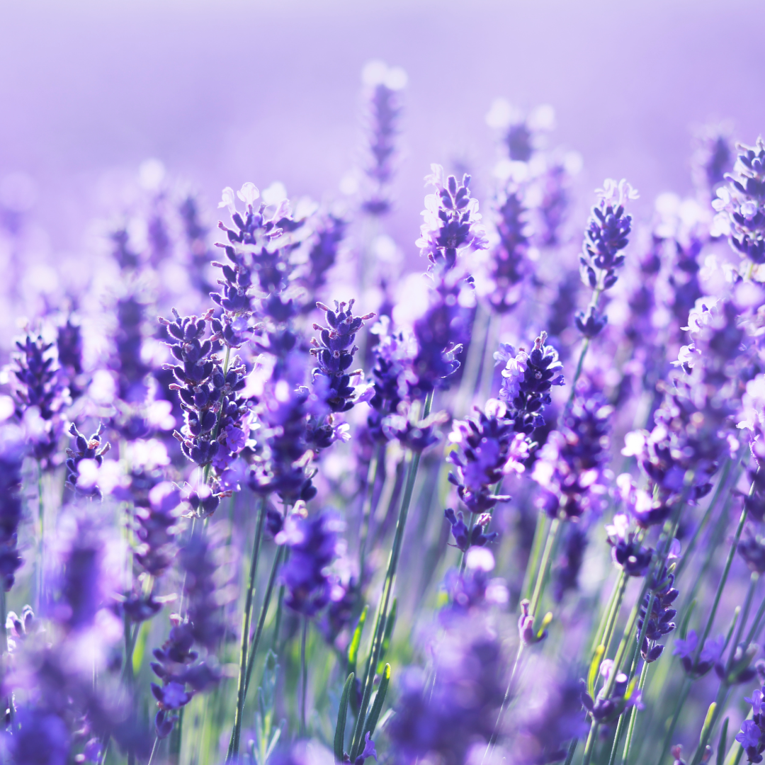 Lavendel in je Eigen Tuin: Een Stukje Frankrijk in Nederland