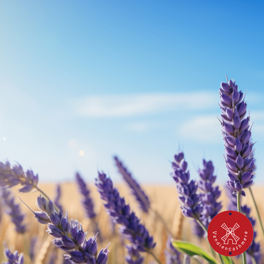 5 leuke weetjes over lavendel: