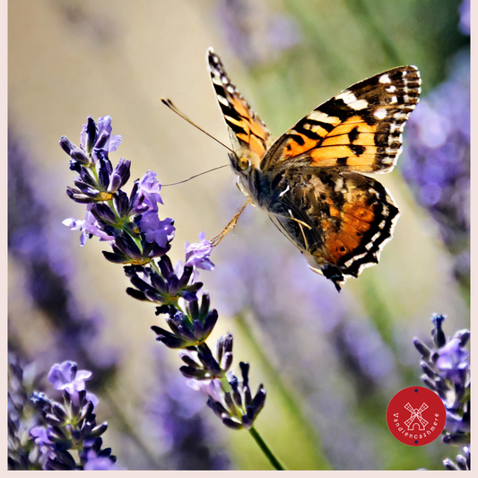 Verwen je zintuigen met onze lavendelzakjes