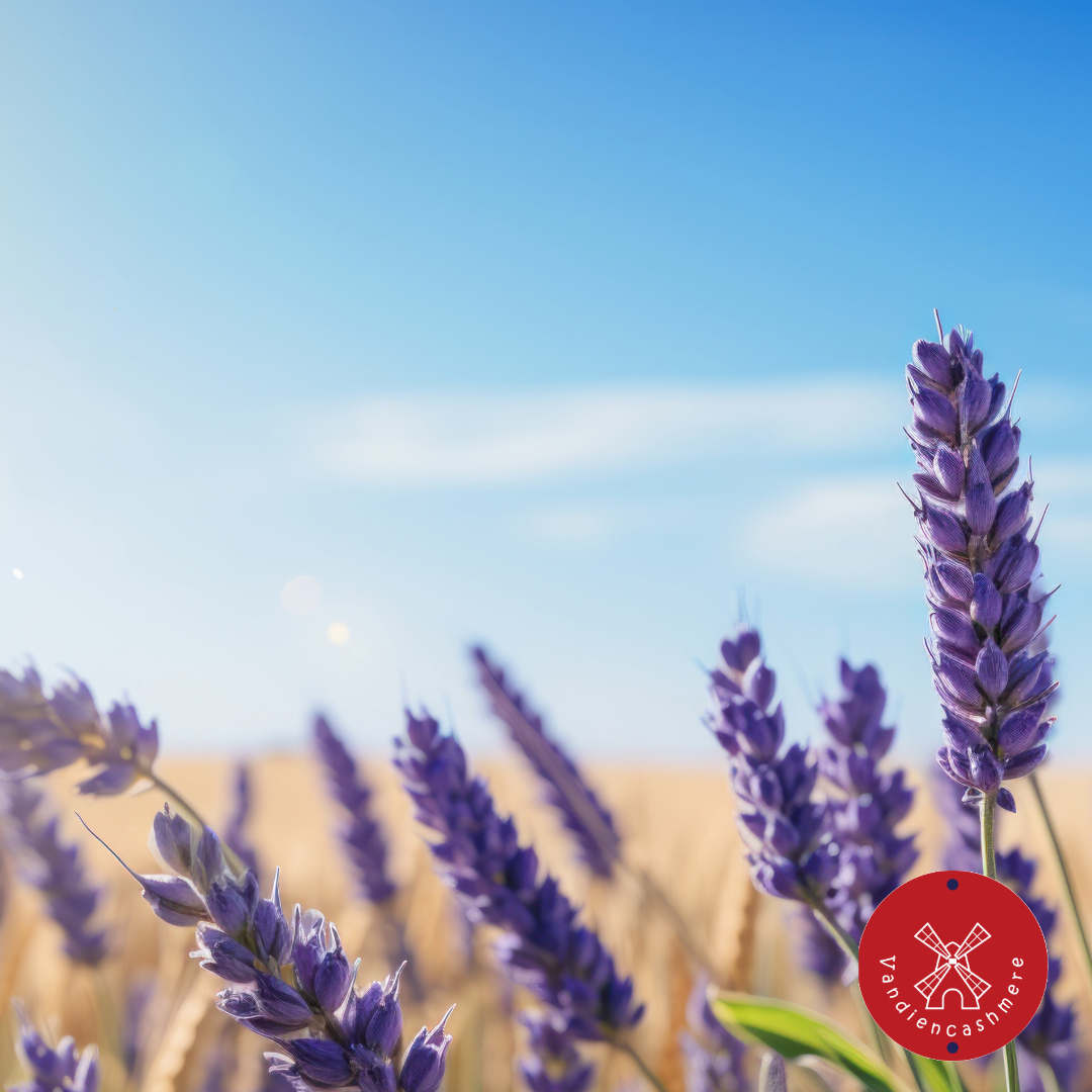 5 leuke weetjes over lavendel:
